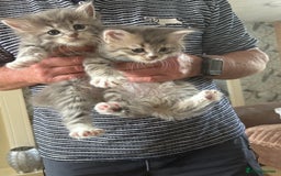 Siberian cats for sale: Siberian GCCF. kittens no hidden cost ready 6 oct  - Image 15