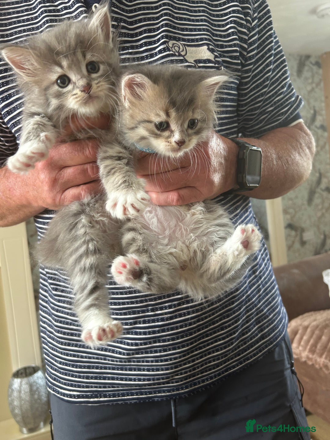Siberian cats for sale: Siberian GCCF. kittens no hidden cost ready 6 oct  - Image 15