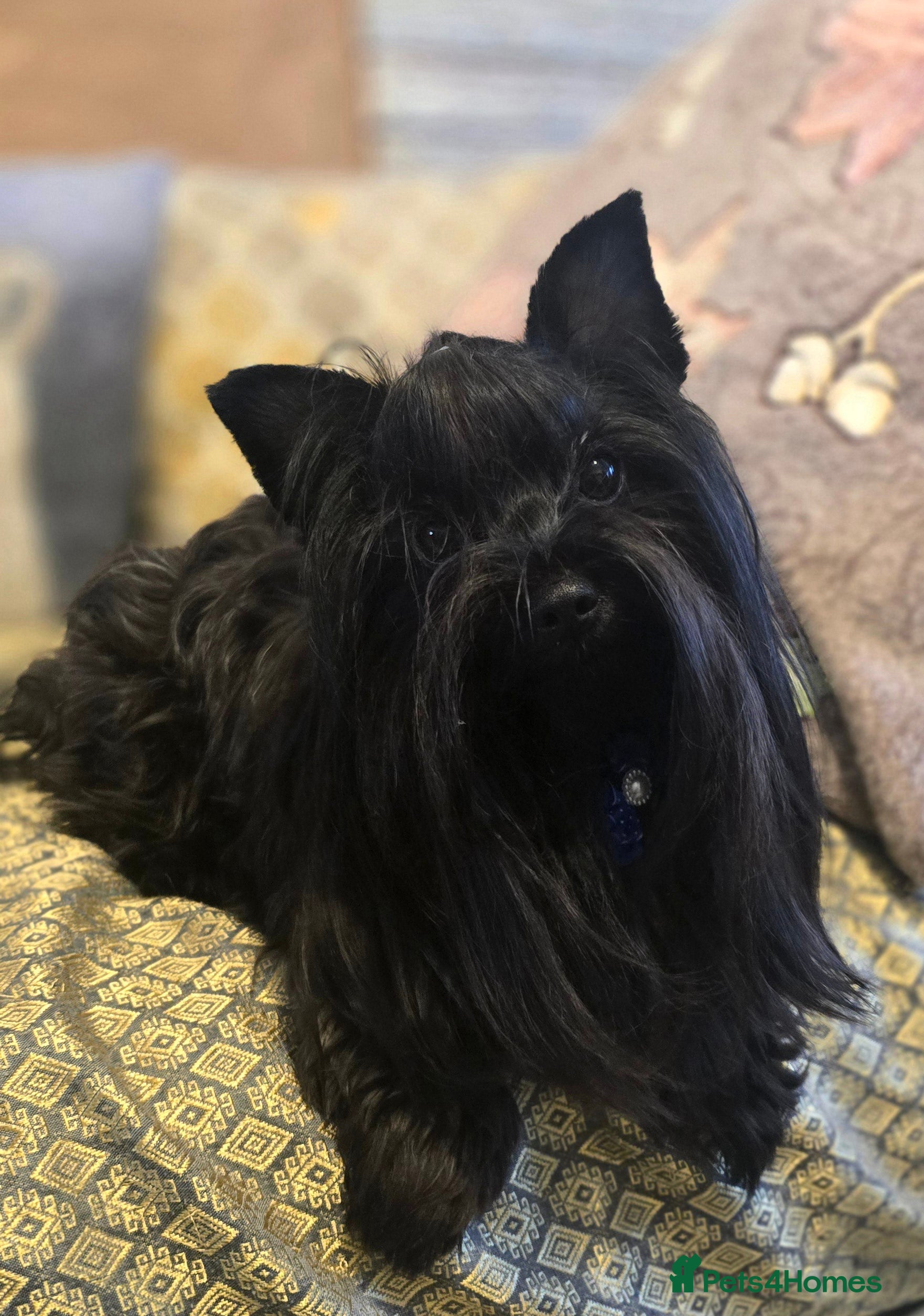 Yorkshire Terrier dogs Black /brown Colorful Yorkshire Terrier for stud in Glasgow - Advert 2