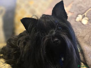 Yorkshire Terrier dogs Black /brown Colorful Yorkshire Terrier for stud in Glasgow - Advert 2