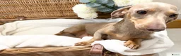 Miniature Dachshund dogs for sale: Miniature dachshund puppies - Advert 17