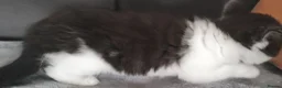 Mixed Breed cats for sale: Lovely & Playful Kittens looking for a New home!  - Advert 7