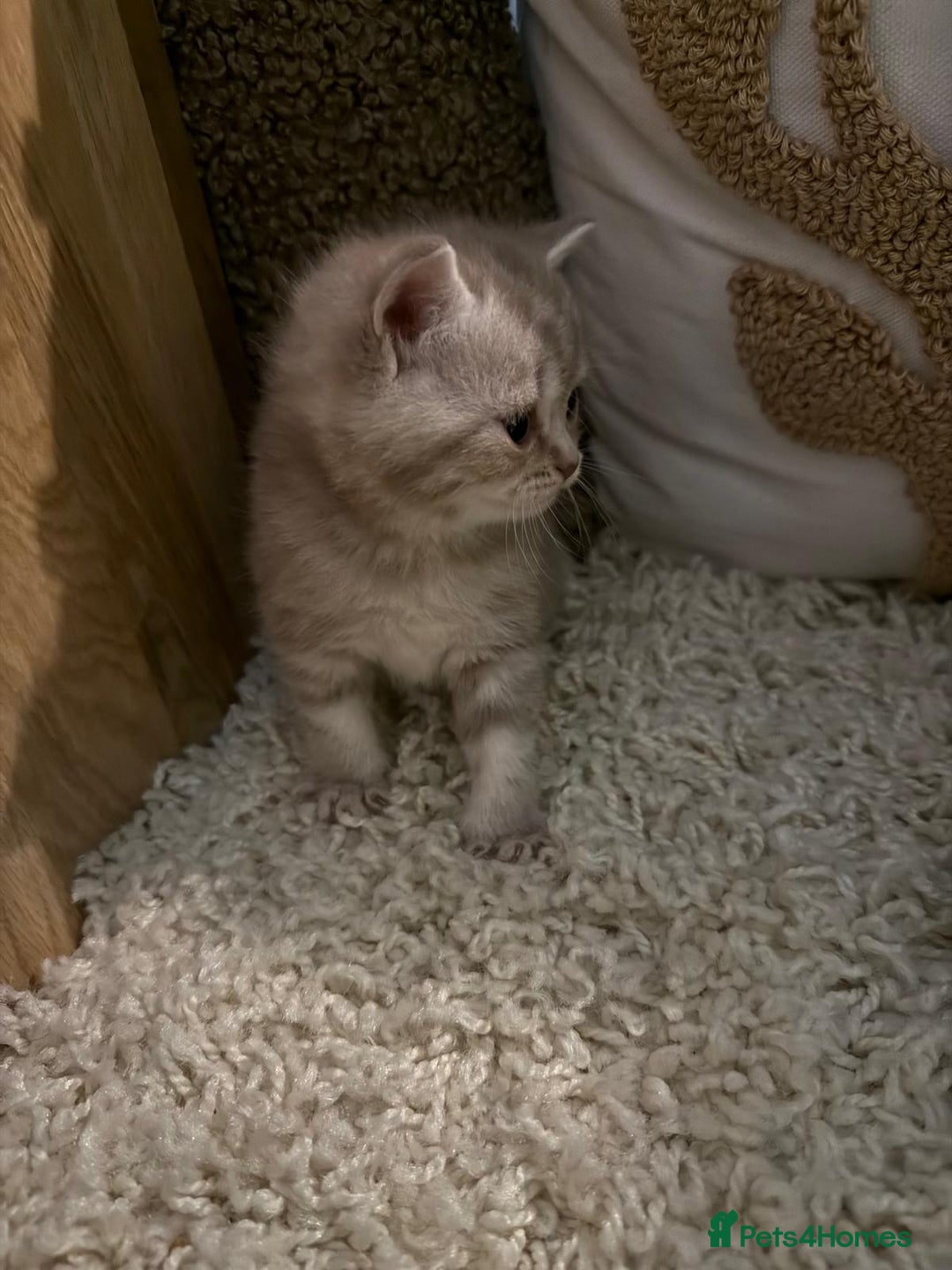 British Shorthair cats for sale: Beautiful British Shorthair kittens 3 Boys 2 Girls - Advert 21