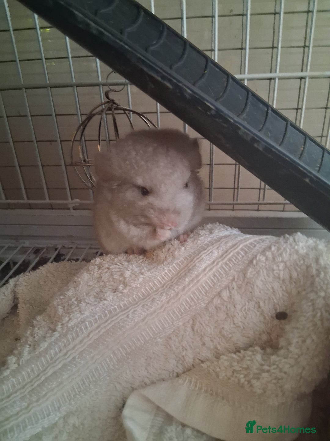 Chinchilla rodents for sale: 2 Lovely Kits available January 2026 - Advert 6