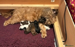 Cavapoo dogs for sale: F1b Cavapoos - Advert 8