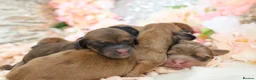Miniature Dachshund dogs for sale: KC Longhair Miniature Dachshund Puppies - Advert 10