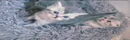 Scottish Fold cats for sale: Scottish Fold/ Straight kittens  in Ripon - Advert 28