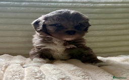 Lhasapoo dogs for sale: F2 Lhasapoo puppies - Image 7