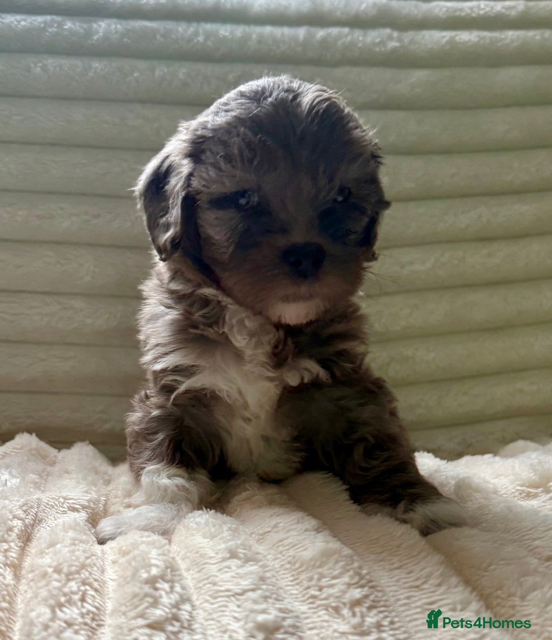 Lhasapoo dogs for sale: F2 Lhasapoo puppies - Image 7