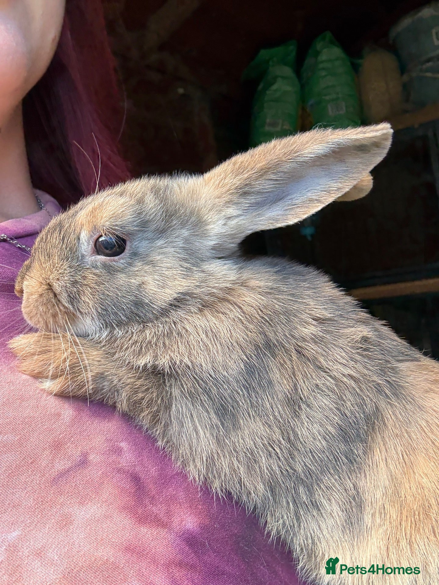 Mixed Breed rabbits Mixed Rex rabbits for sale  - Advert 5