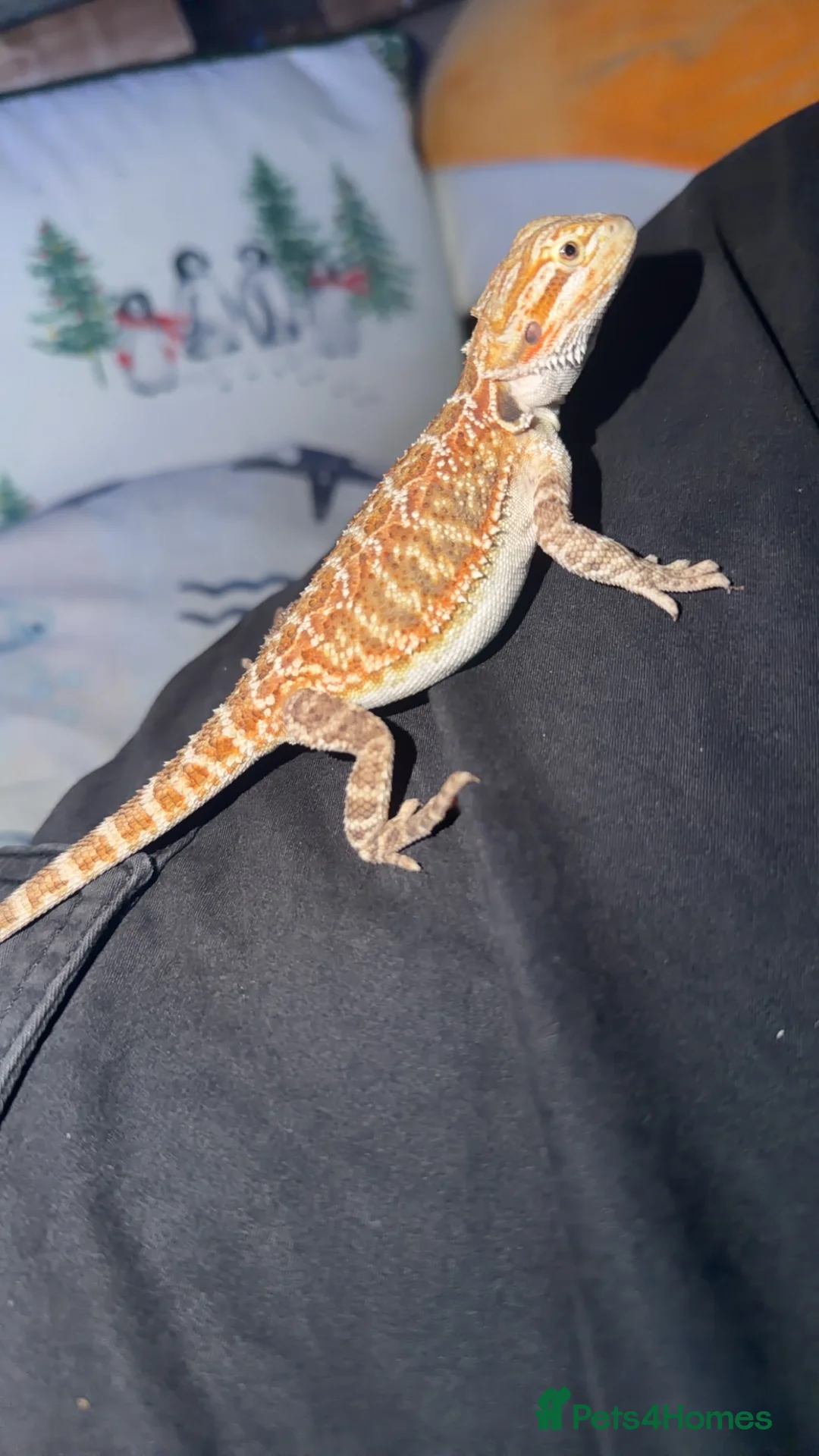 Bearded Dragon reptiles for sale: Bearded dragon! in Peterborough - Advert 2