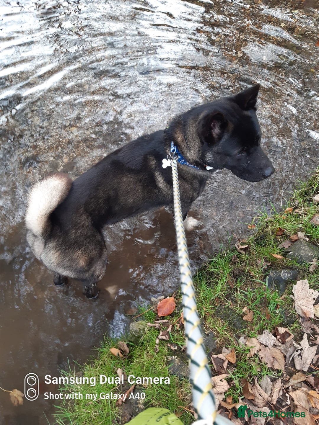 Akita dogs for sale: American Akita needs rehoming - Advert 2