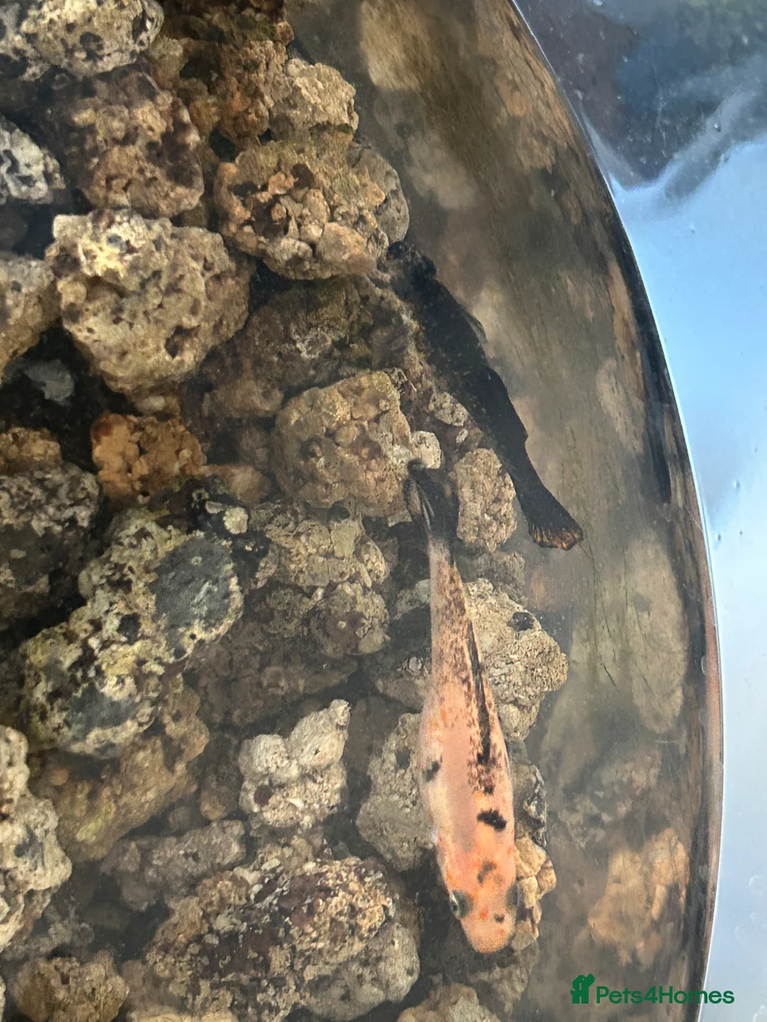 Mollies fish for sale: 2 Mollies available - Advert 2