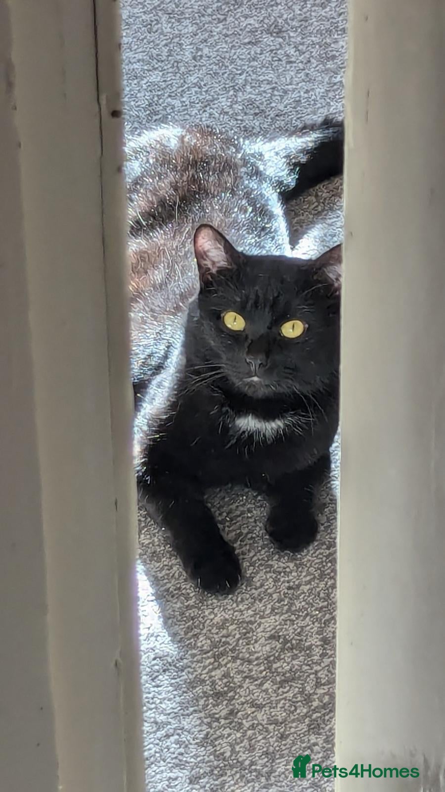 Mixed Breed cats Figaro - Advert 7