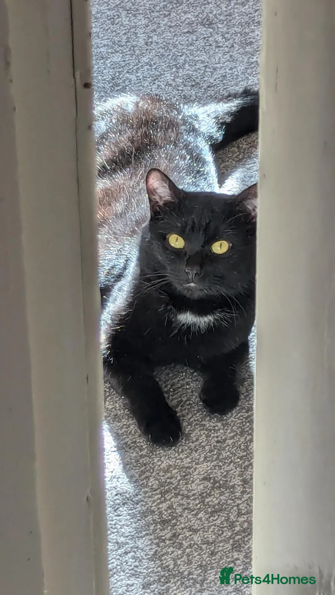 Mixed Breed cats for sale: Figaro - Advert 1