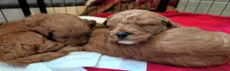 Cockapoo dogs for sale: ♥️ Gorgeous Deep Red F1b Miniature Cockapoo pups♥️ - Advert 14