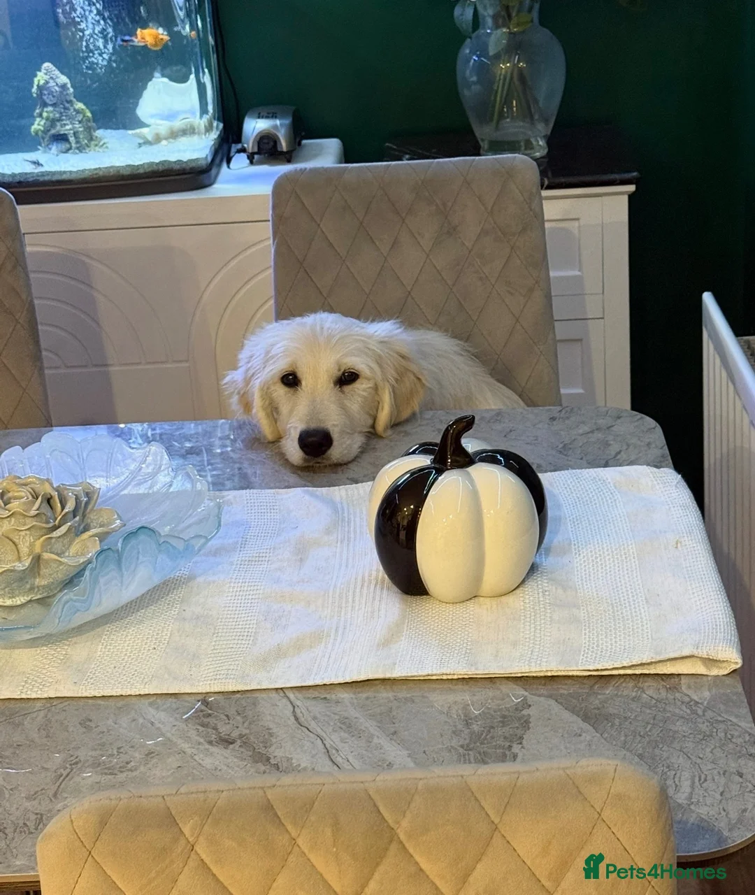 Golden Retriever dogs for sale: Lola – 6-Month-Old Golden Retriever 🐾💛 - Advert 9