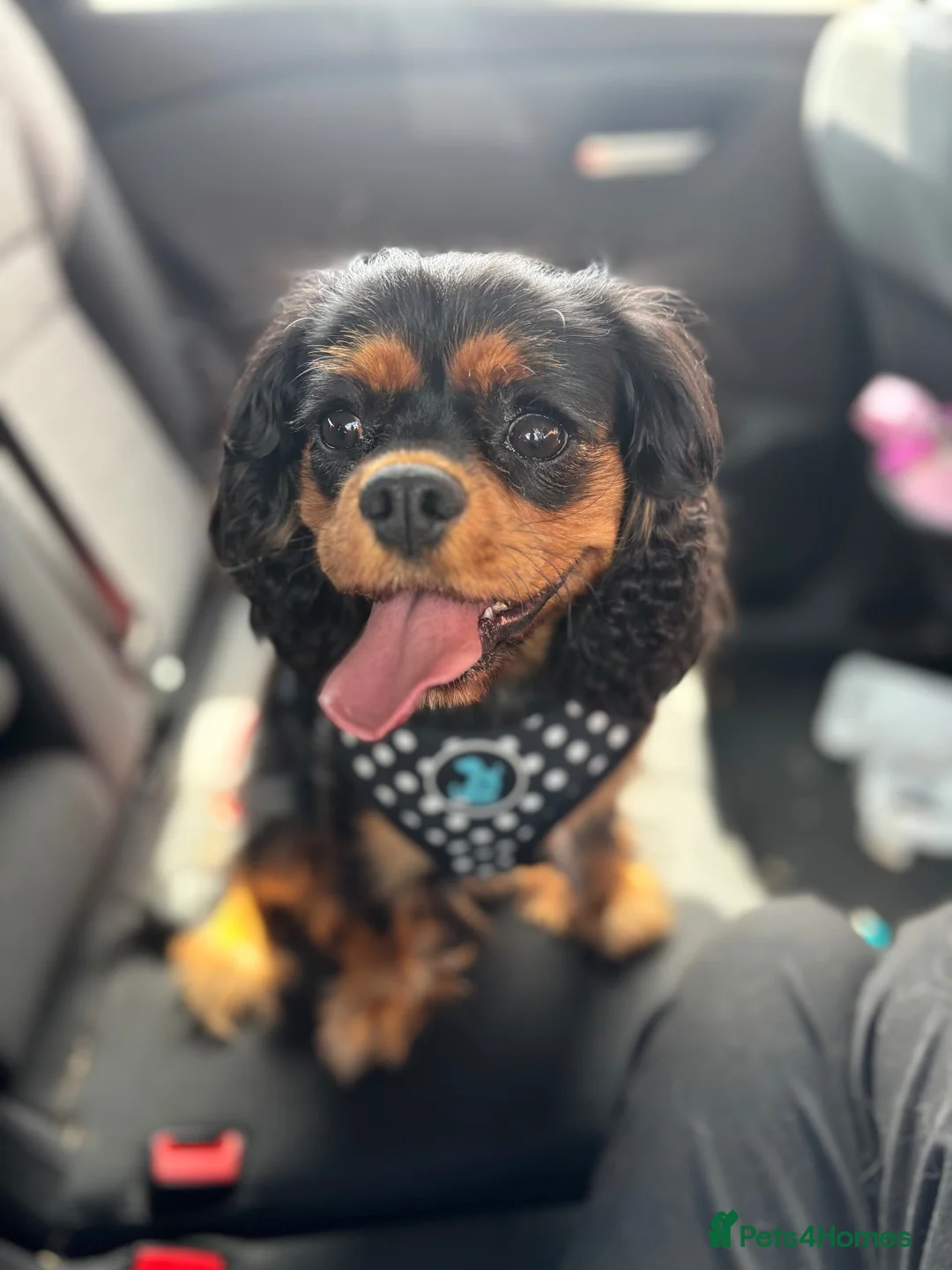 Cavalier King Charles Spaniel dogs for sale: Beautiful KC reg CKCS female 3yrs old - Advert 8