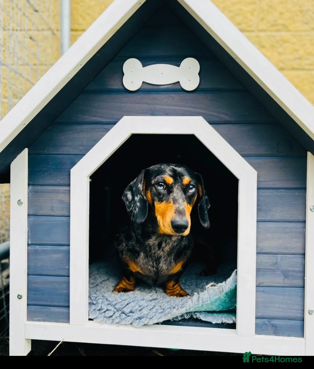 Miniature Dachshund dogs for sale: OUTSTANDING INSTAGRAM MINI DACHSHUNDS  - Advert 10