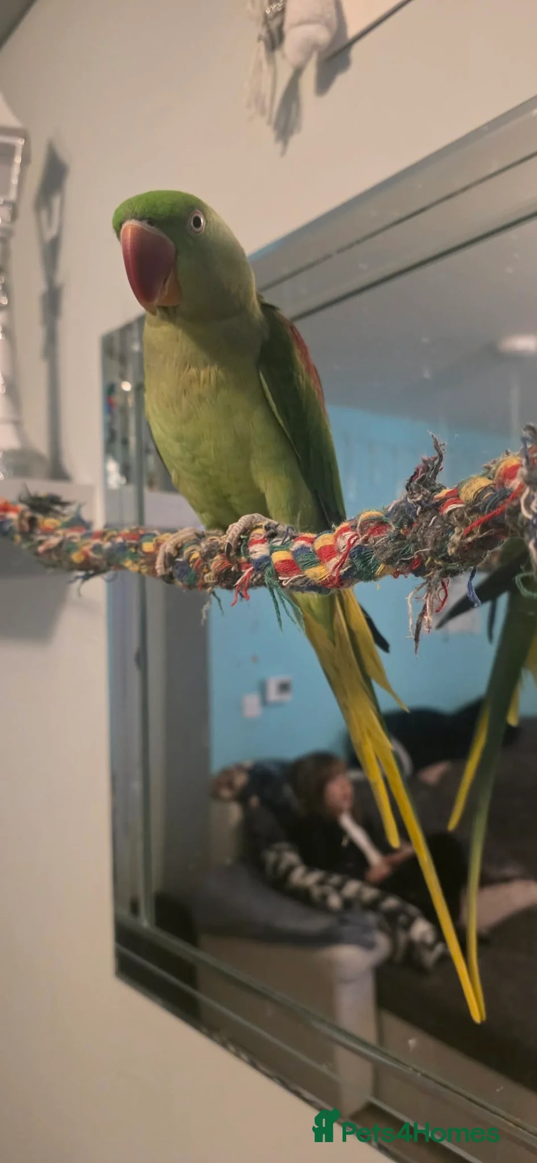 Parakeets birds for sale: Alexandrine Parakeet in Bathgate - Advert 2