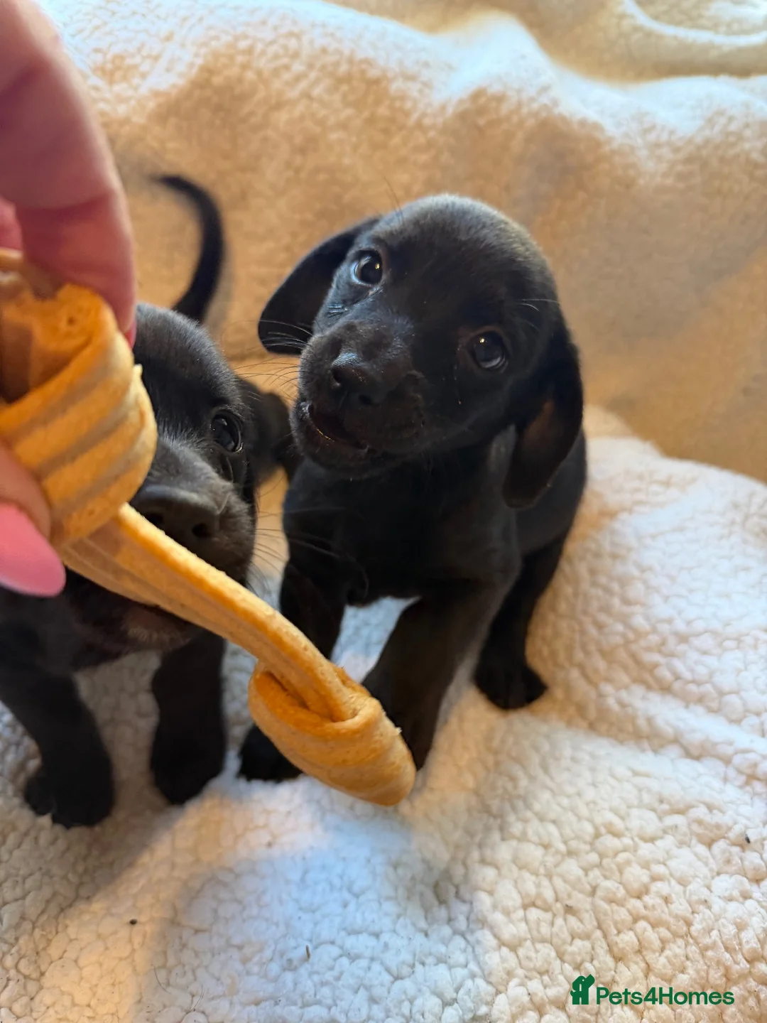 Mixed Breed dogs for sale: sausage x pom  - Advert 2