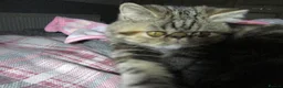 Exotic cats for sale:  Beautiful Exotic female kittens Ready now - Advert 17