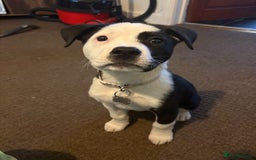 Mixed Breed dogs for sale: Puppy Akita cross American bulldog - Image 1