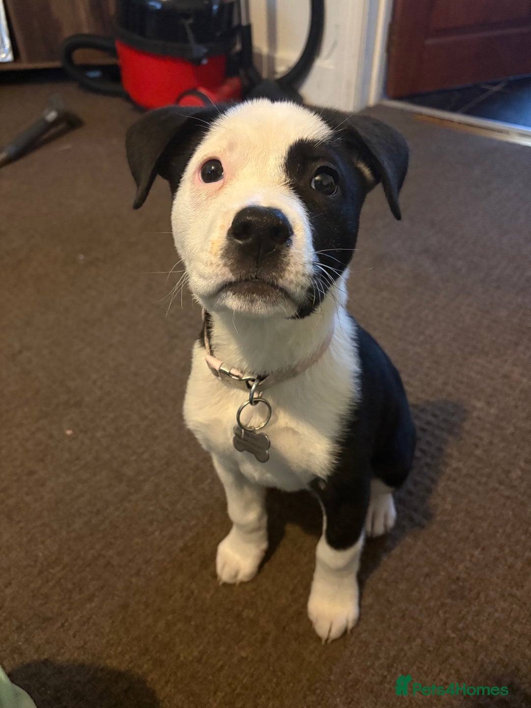 Mixed Breed dogs for sale: Puppy Akita cross American bulldog - Image 1