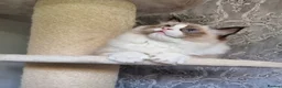 Ragdoll cats for sale: Tica registered Amazing quality kittens - Advert 11