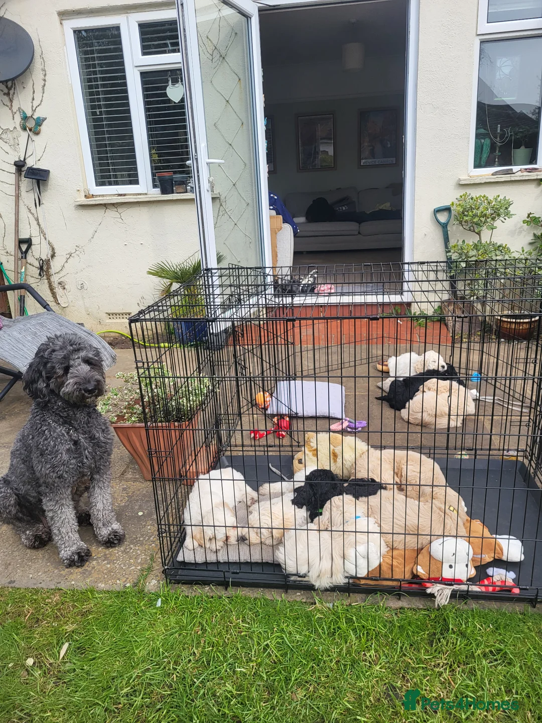 Labradoodle dogs for sale: Adorable Labradoodle Puppies  - Advert 2