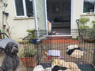 Labradoodle dogs Adorable Labradoodle Puppies - Advert 2