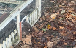 Mixed Breed rabbits for sale: Meet Mouse and Henri  - Advert 2