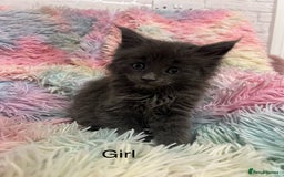 Maine Coon cats for sale: Maine Coon Kittens - Image 6