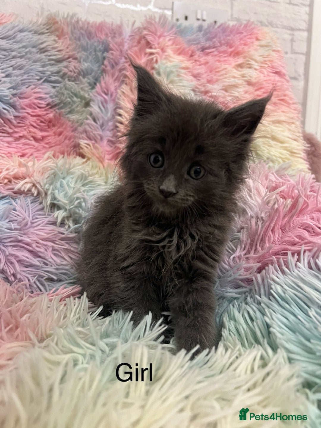 Maine Coon cats for sale: Maine Coon Kittens - Image 6