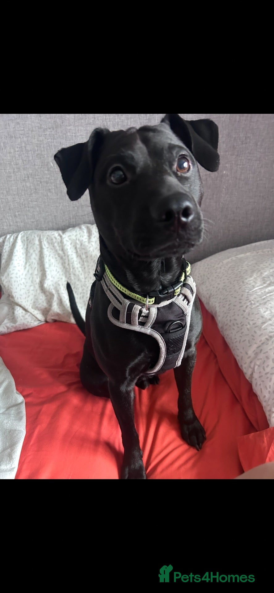 Patterdale Terrier dogs 3 year old Patterdale terrier  - Advert 5