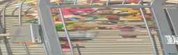 Conures birds for sale: Ozzy the Green Cheek Conure in Redcar - Advert 3