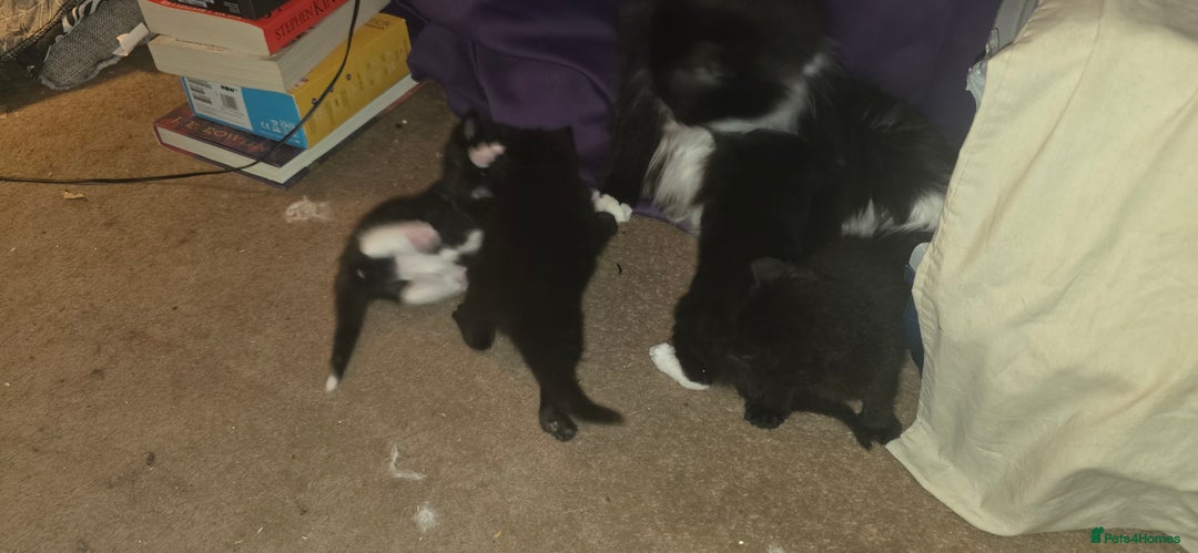 British Shorthair cats for sale: 2 tuxedo and 2 all black kittens for sale  - Image 10