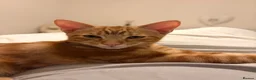 Mixed Breed cats for sale: Gorgeous ginger male Kitten - Advert 8