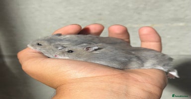 Hamster rodents - Advert 3