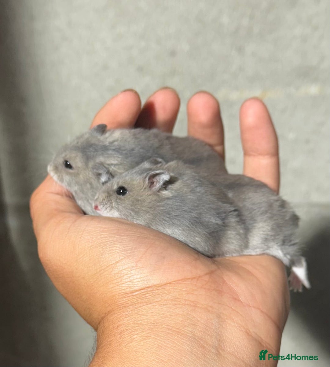 Hamster rodents for sale: STUNNING, TAME, PEDIGREE BABY WINTER WHITE HAMSTER - Image 3