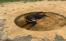 Dobermann dogs for sale: Azaiah  - Image 3