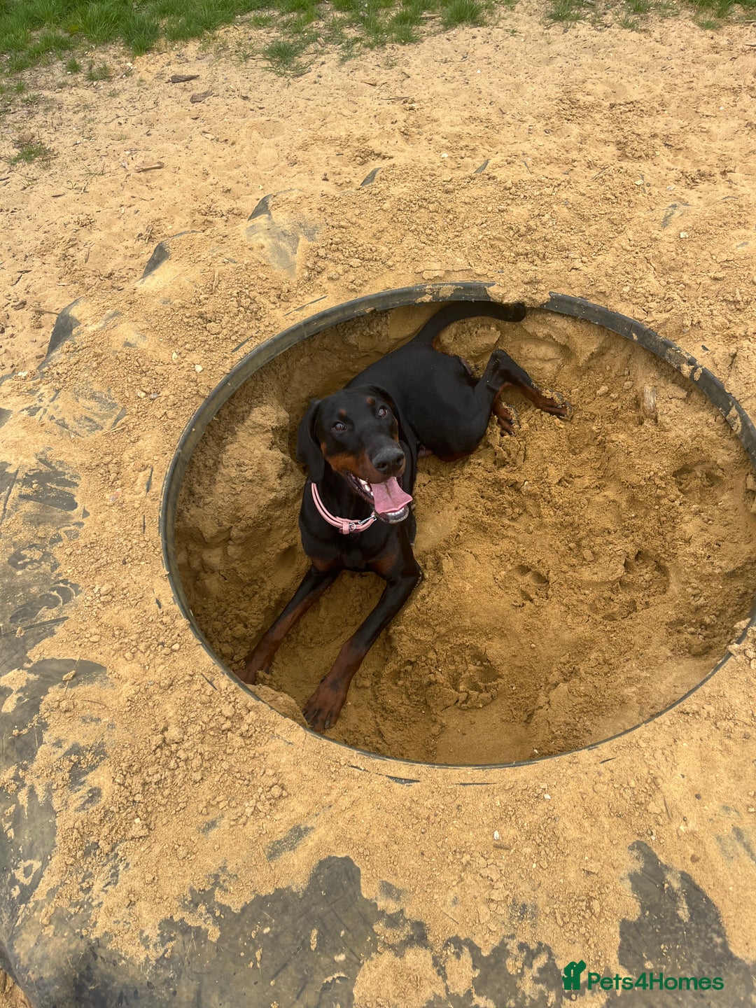 Dobermann dogs for sale: Azaiah  - Image 3