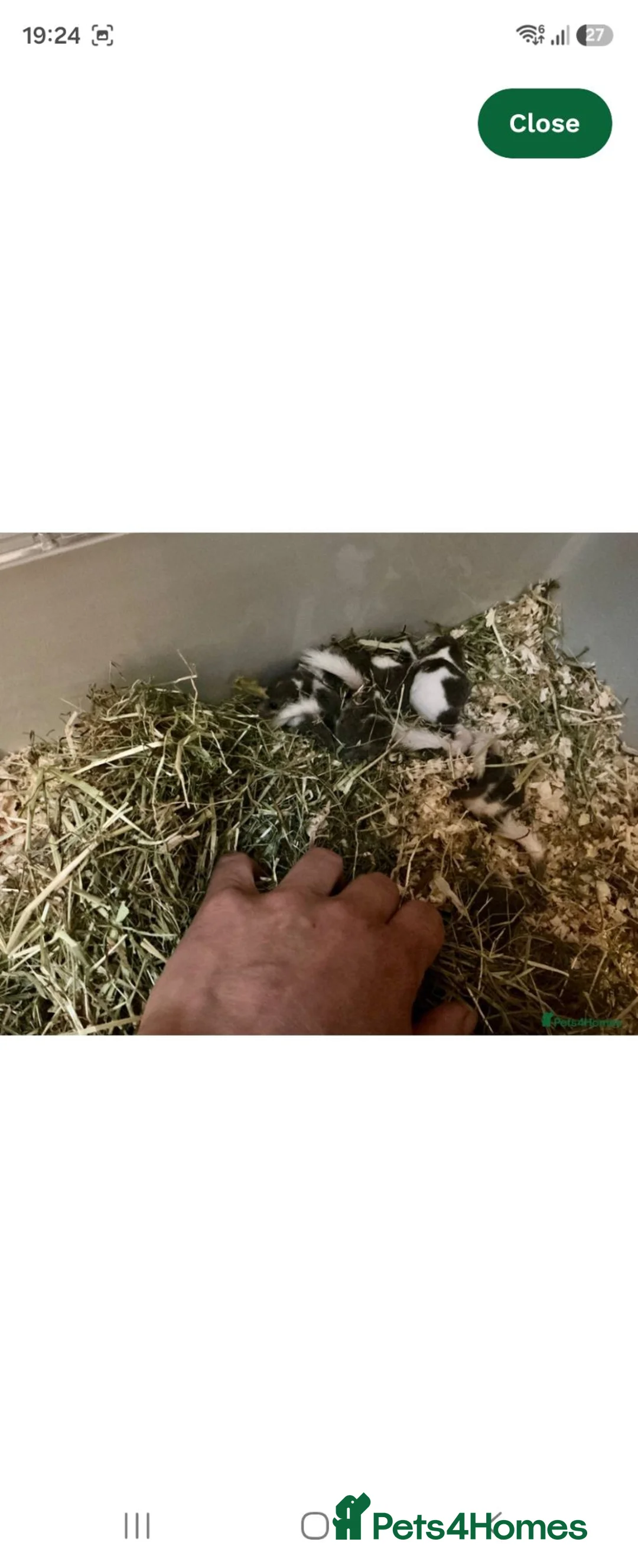 Mouse rodents for sale: African pgymy doormice - Advert 1