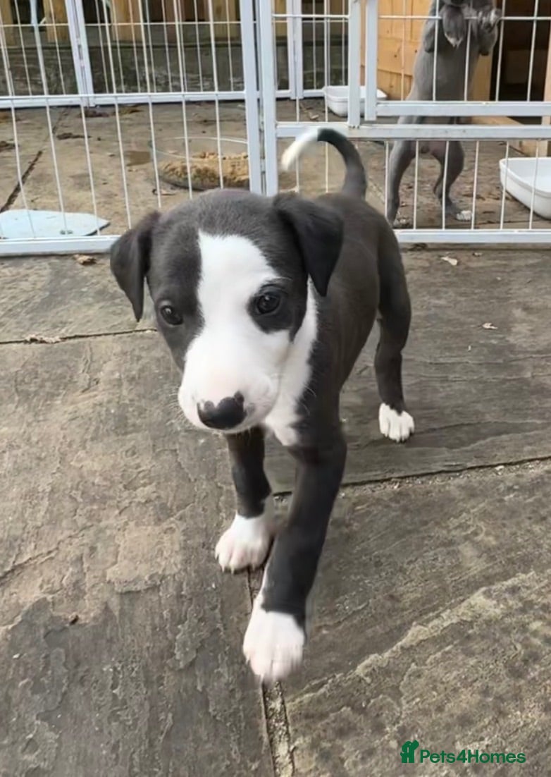 Whippet dogs Stunning whippet pups 1 boy left  - Advert 4
