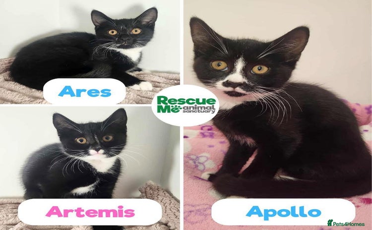 Mixed Breed cats - Advert 1