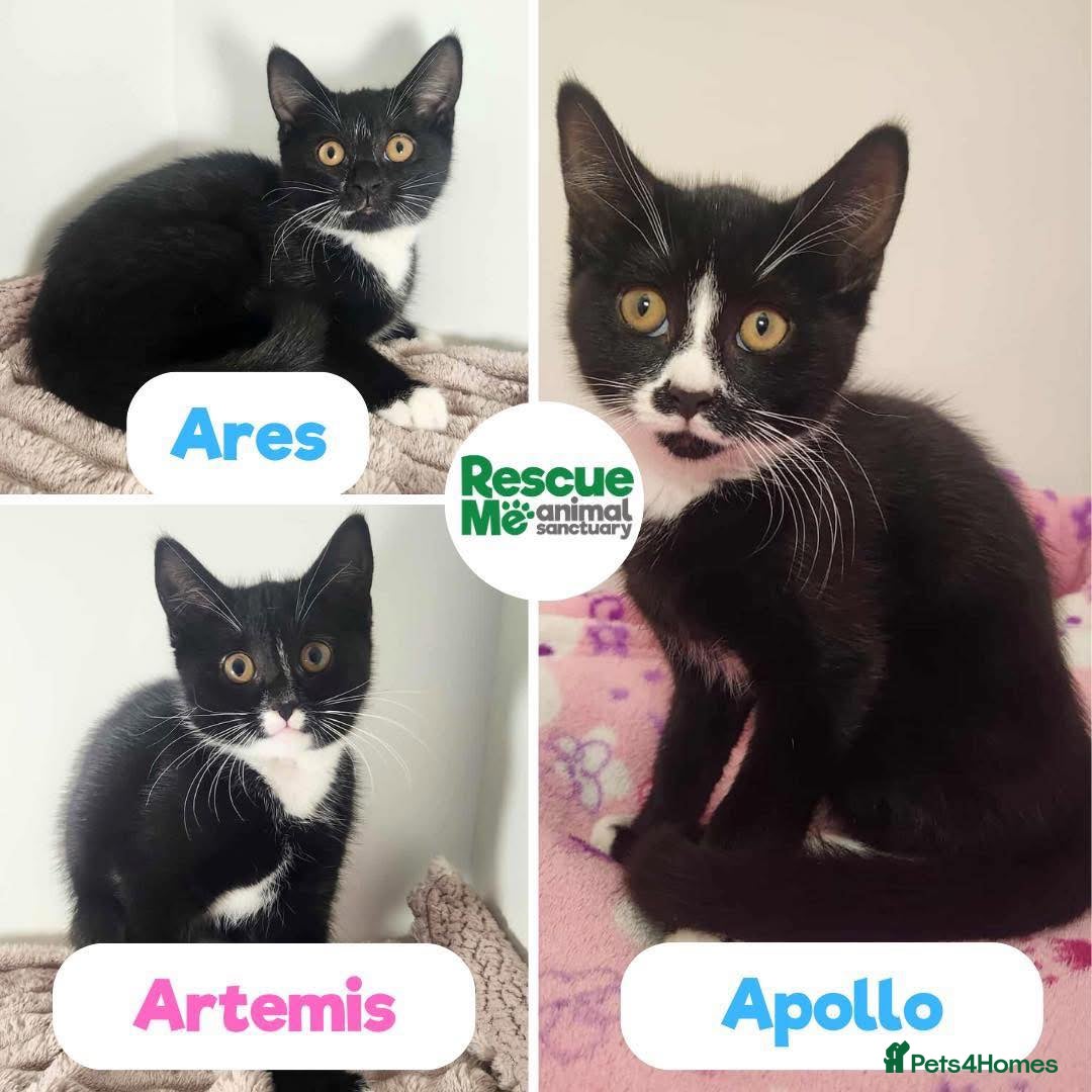 Mixed Breed cats for adoption: The A Team - Image 1