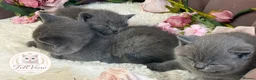 British Shorthair cats for sale: GCCF Pedigree British shorthair kittens  - Advert 9