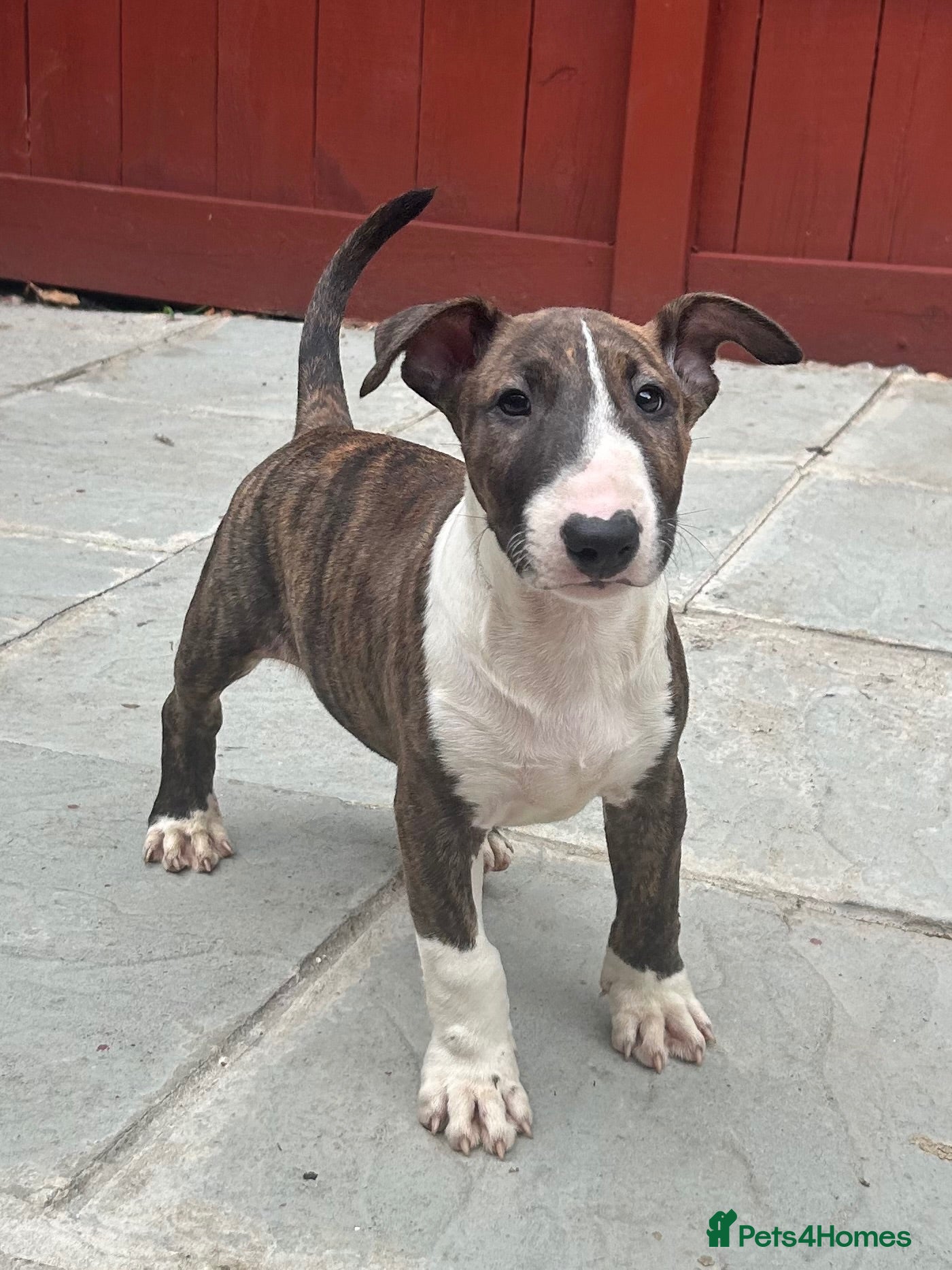 English Bull Terrier dogs CHUNKY EBT PUP FOR SALE READY NOW - Advert 5