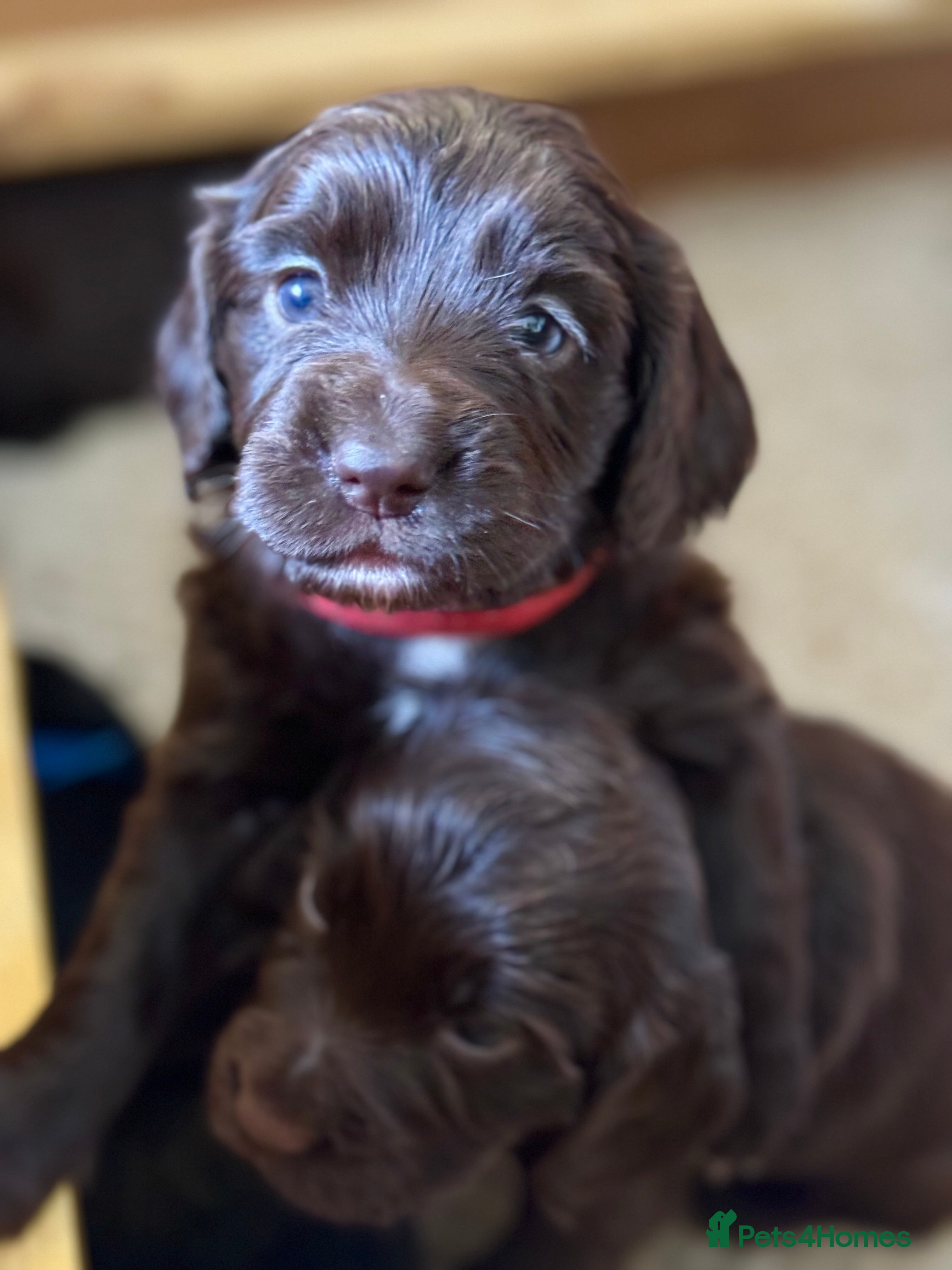 Cocker Spaniel dogs Chocolate brown Working Cocker spaniel puppies  - Advert 5