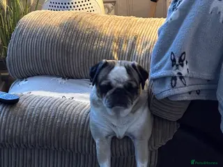 Pug dogs Panda pug female in Durham - Advert 16
